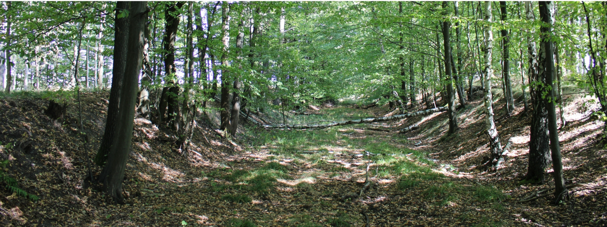 Park Krajobrazowy Lasy Nad Górną Liswartą
